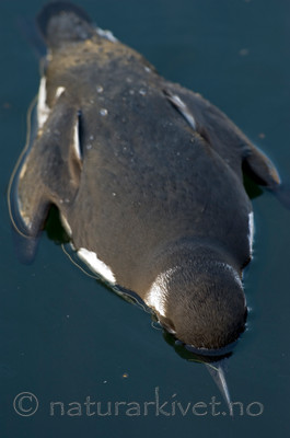 BB 05 0324 / Uria aalge / Lomvi